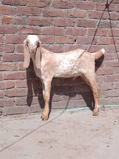 pure makhi chena male bakra