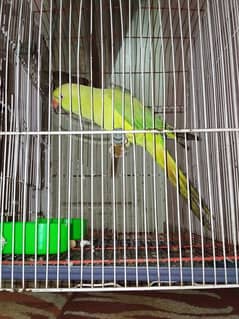 Cute RING-NECK TALKING parrot