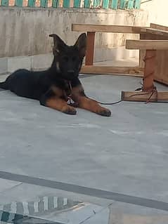 German Shepherd | German Shehpherd Female | GSD | GSD For Sale