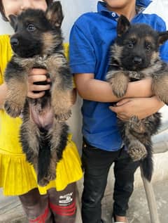 German Shepherd long coat puppy for sale