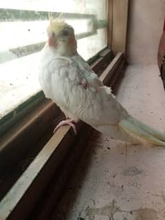 Cockatiel parrot Chick for sale