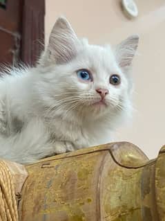 Persian White kitten