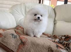 Pomeranian