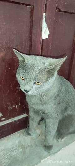 russian blue male cat