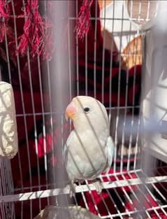 albino male exchange possible with fancy pigeon