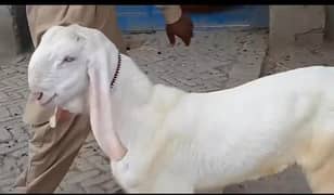 pure rajanpuri bakra urgent for sale 0329_5580794