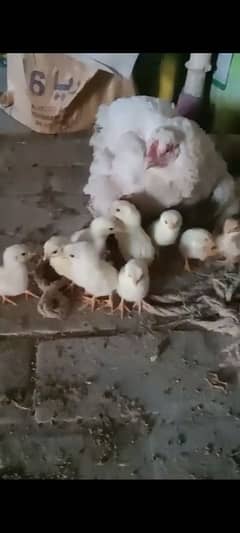 white qandahari aseel chicks for sale