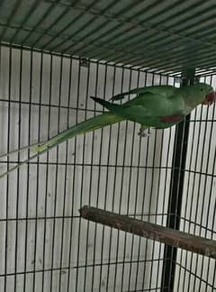 Raw Parrot (Male, female, breeder pairs) available