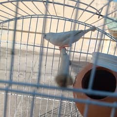 Zebra Finches