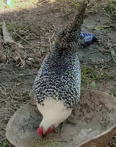 pure mesri hen egg laying home grown