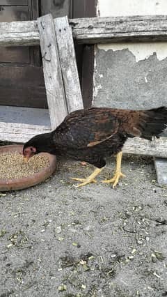 aseel broody (kruk)  hen for sale