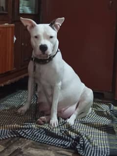 amarcan pitbull female fully active