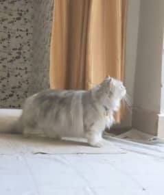 Persian female cat  triple long coated