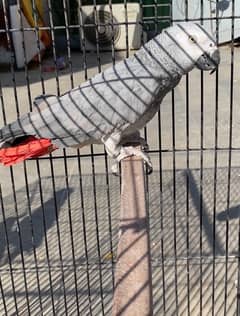 African Grey Female