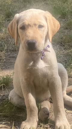 Labrador Pair