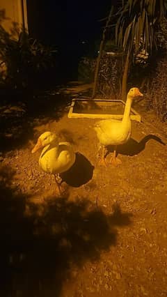 pair of white Ducks