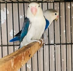 Albino Red Eye with chicks