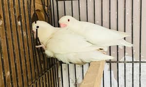 Albino Red Eye with chicks