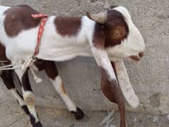 Kamori cross Pakka Kheera beautiful Andu Bakra