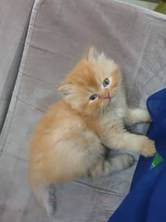 Female persian kitten for sale