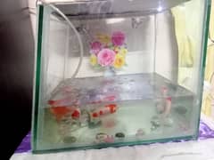 Fish Aquarium