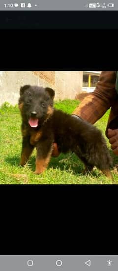 top quality gsd proper long coat male age 2month for sale