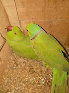 (yellow split) breeding pair  for sale + 2 female