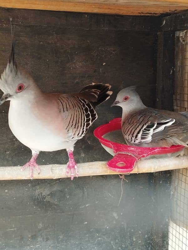 crusted dove 0