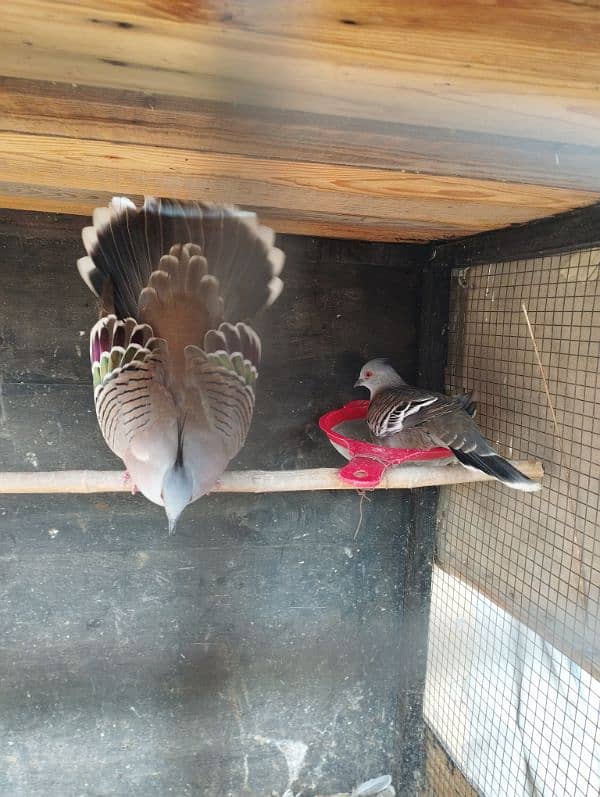 crusted dove 1