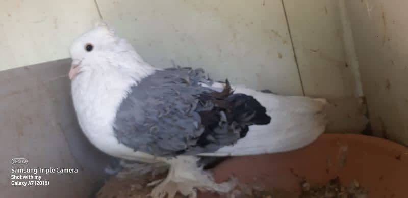 pigeons for saleJacobin | frill back | Fancy pigeon | Kabootar | کبوتر 0