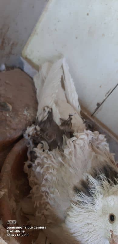 pigeons for saleJacobin | frill back | Fancy pigeon | Kabootar | کبوتر 2