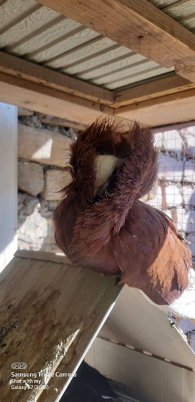 pigeons for saleJacobin | frill back | Fancy pigeon | Kabootar | کبوتر 3