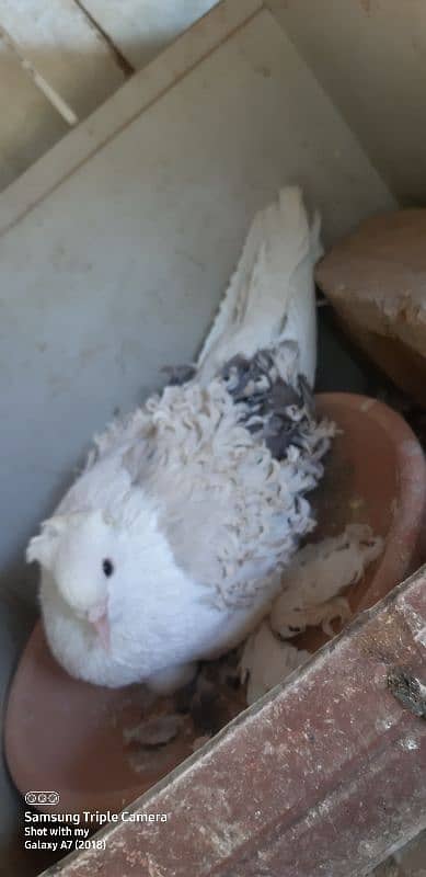 pigeons for saleJacobin | frill back | Fancy pigeon | Kabootar | کبوتر 4