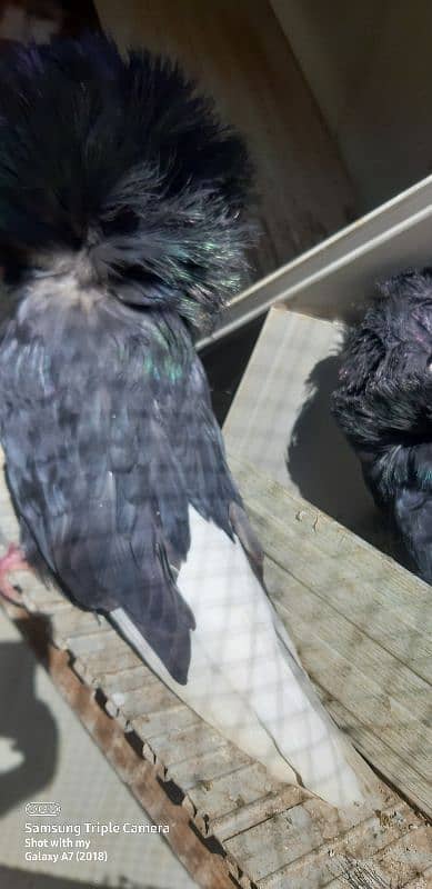 pigeons for saleJacobin | frill back | Fancy pigeon | Kabootar | کبوتر 11