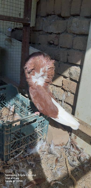 pigeons for saleJacobin | frill back | Fancy pigeon | Kabootar | کبوتر 12