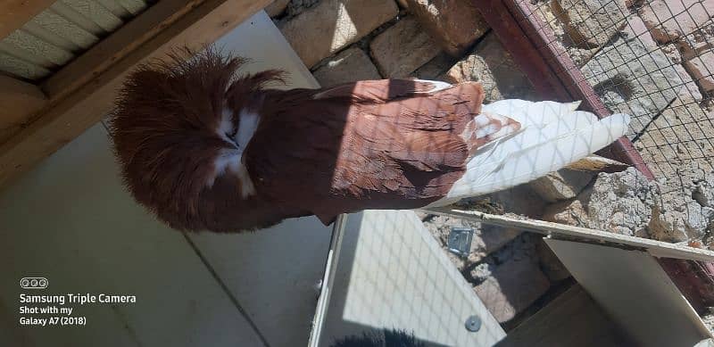 pigeons for saleJacobin | frill back | Fancy pigeon | Kabootar | کبوتر 13