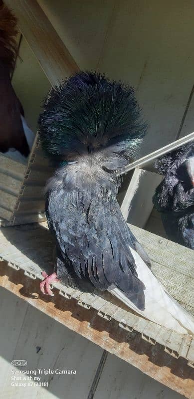 pigeons for saleJacobin | frill back | Fancy pigeon | Kabootar | کبوتر 14