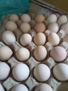 Desi organic eggs