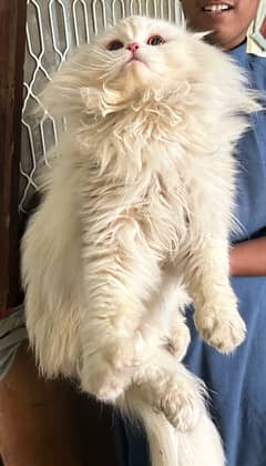 Huge Size Triple Coat Persian Male Confirm Stud