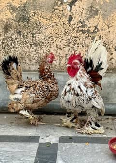 Milli Flower Set Milli Fleur Set Egg laying Fancy Hen Bantam