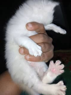 i am selling 25 days cats babies persian breed