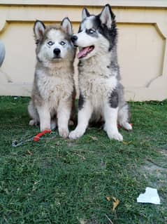 Siberian husky puppies Blue Eyes