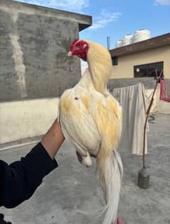 Heera aseel pair/breeders for sale