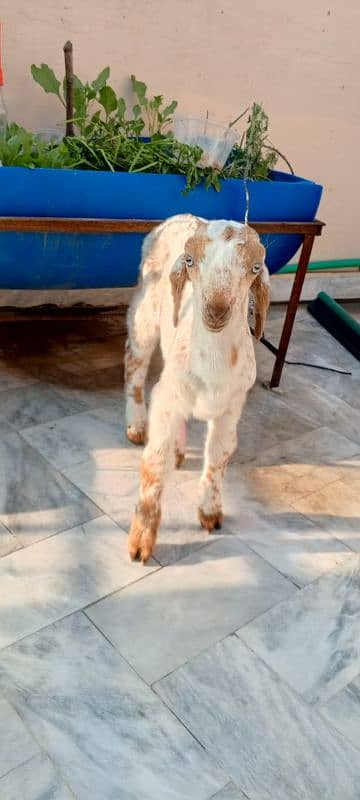 makhie chini goat baby 1