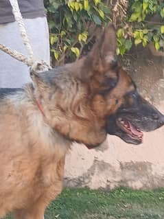 German shepherd 2 years female