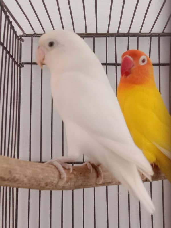 Breader pairs with eggs and chicks available in very reasonable price 0