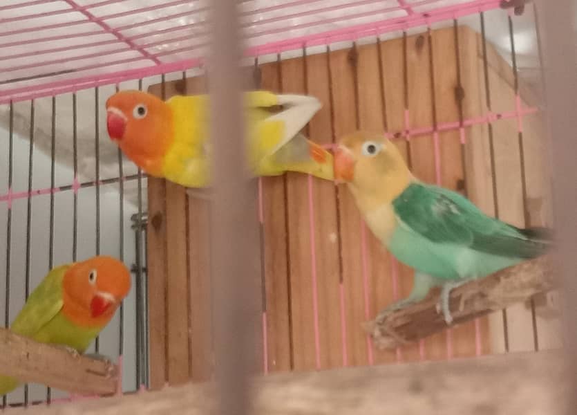 Breader pairs with eggs and chicks available in very reasonable price 1