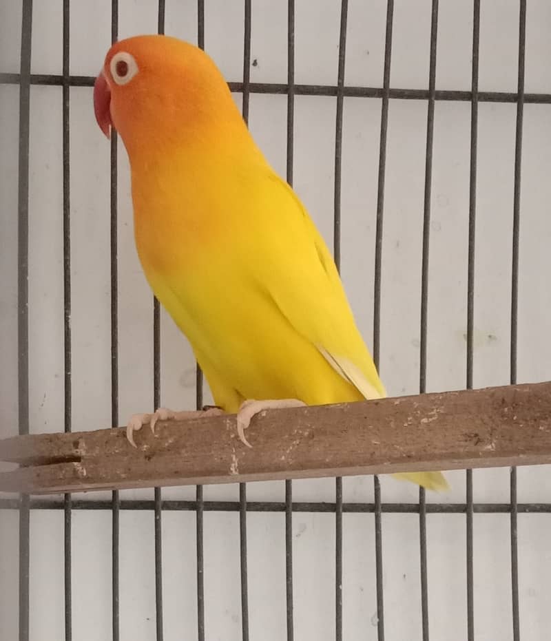 Breader pairs with eggs and chicks available in very reasonable price 3