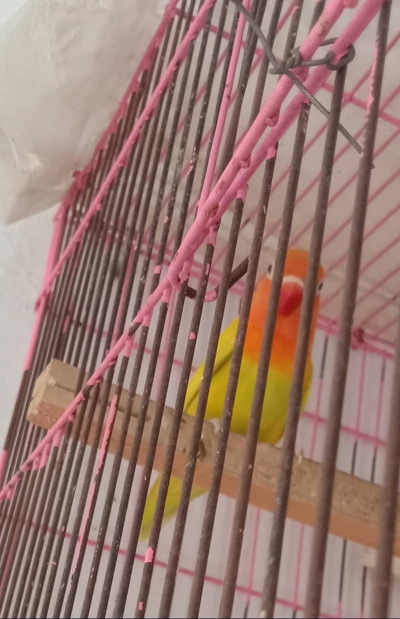 Breader pairs with eggs and chicks available in very reasonable price 6
