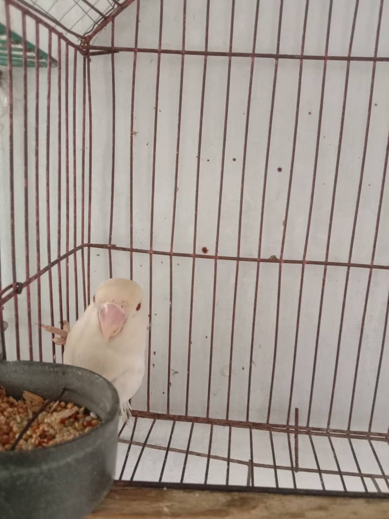 Breader pairs with eggs and chicks available in very reasonable price 7